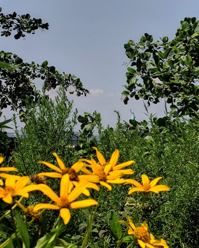 MVIMG_20180815_120210